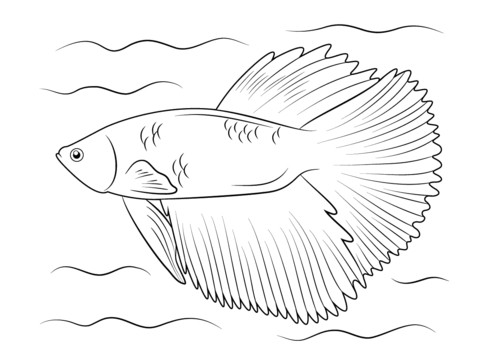 Halfmoon Betta Coloring Page